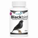 BlackBird | Potenciador de eumelaninas (Oxidación canarios negros)
